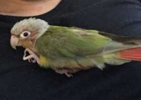 Lost Conure