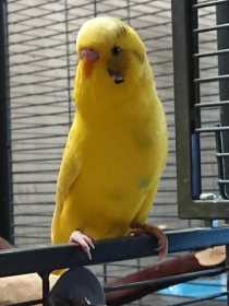 Lost Budgerigar