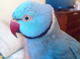 Lost Indian Ringneck Parakeet