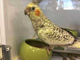 Lost Cockatiel