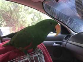 Lost Eclectus