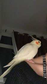 Lost Cockatiel