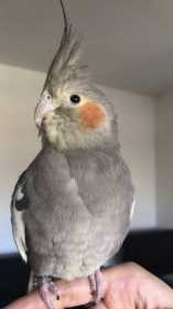 Lost Cockatiel