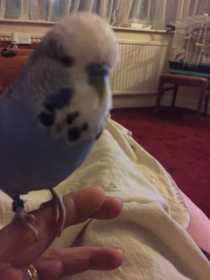 Lost Budgerigar