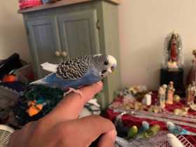 Lost Budgerigar