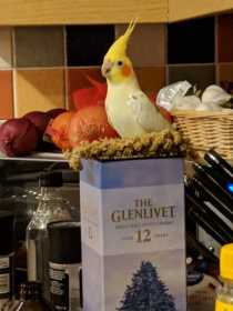Lost Cockatiel