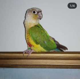 Lost Conure