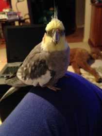 Lost Cockatiel