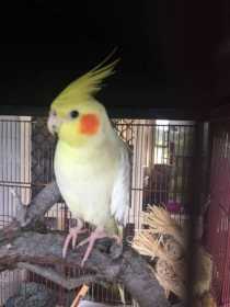 Lost Cockatiel