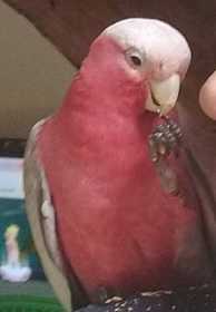 Lost Galah Cockatoo