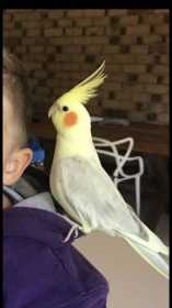 Lost Cockatiel