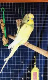 Lost Budgerigar