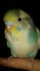 Lost Budgerigar