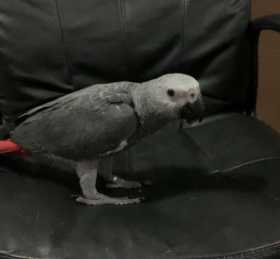 Lost African Grey