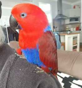 Lost Eclectus