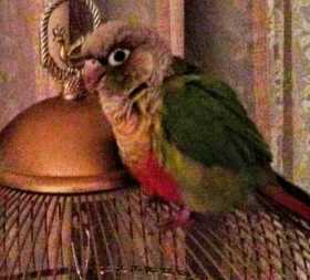 Lost Conure