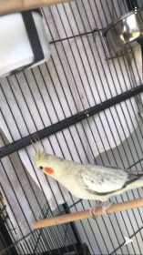 Lost Cockatiel