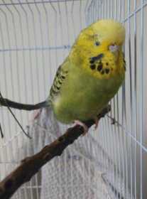 Lost Budgerigar