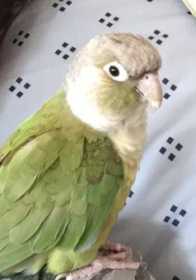 Lost Conure