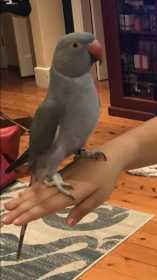 Lost Indian Ringneck Parakeet