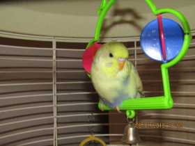 Lost Budgerigar