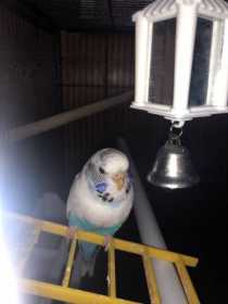 Lost Budgerigar