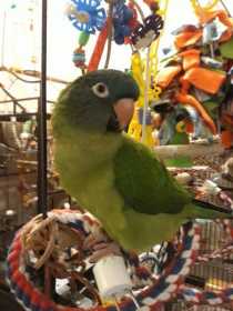 Lost Conure