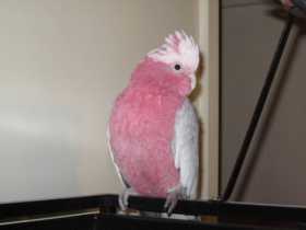 Lost Galah Cockatoo