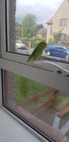 Lost Parrotlet