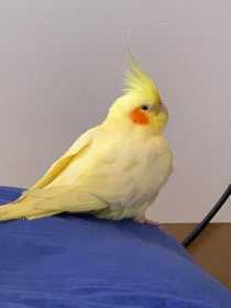 Lost Cockatiel