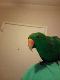 Lost Eclectus