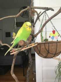 Lost Budgerigar