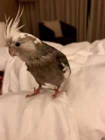 Lost Cockatiel