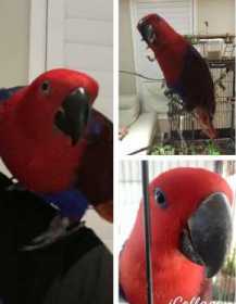 Lost Eclectus