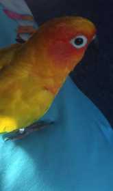 Lost Conure