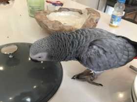 Lost African Grey