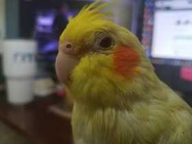 Lost Cockatiel