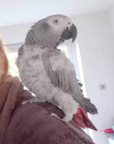 Lost African Grey