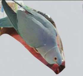 Lost Indian Ringneck Parakeet