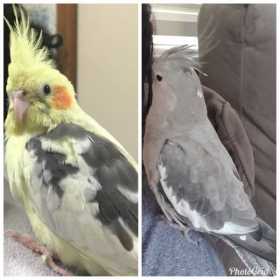 Lost Cockatiel