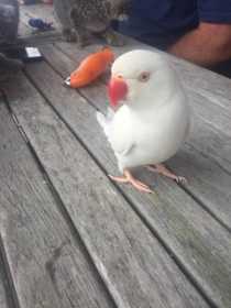 Lost Indian Ringneck Parakeet