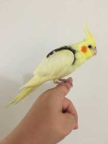 Lost Cockatiel