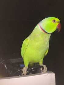 Lost Indian Ringneck Parakeet