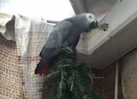 Lost African Grey