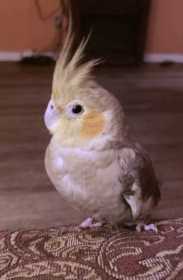 Lost Cockatiel