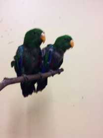 Lost Eclectus