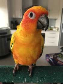 Lost Conure