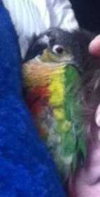 Lost Conure