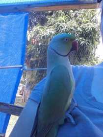 Lost Australian Ringneck Parakeet