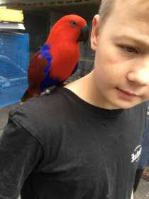 Lost Eclectus